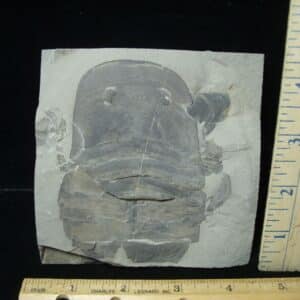 Partial Eurypterid Specimen (110723a)