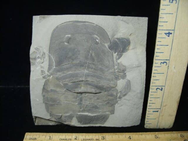 Partial Eurypterid Specimen (110723a) - Image 2