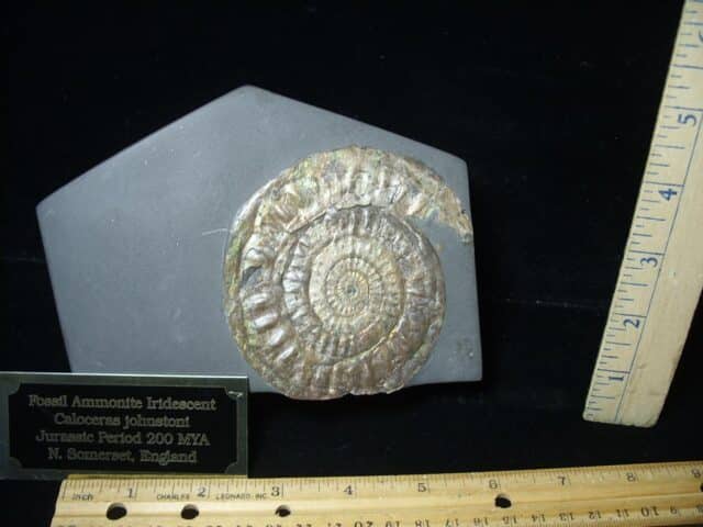 Iridescent Ammonite in Slate (110723b) - Image 3