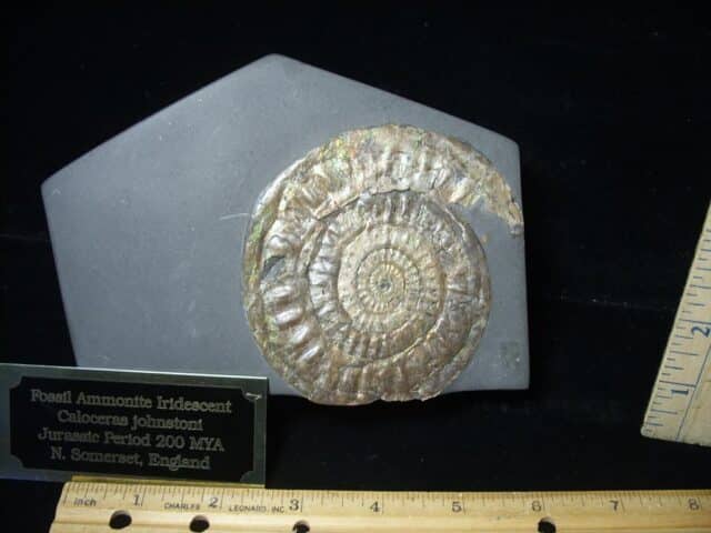 Iridescent Ammonite in Slate (110723b) - Image 2