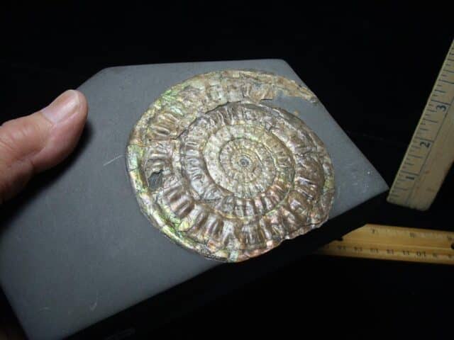 Iridescent Ammonite in Slate (110723b)