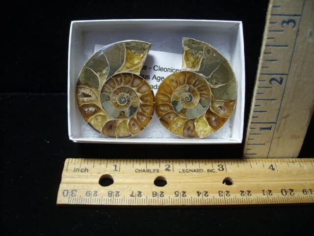 Beautiful Sliced & Polished Ammonite  (110723c)