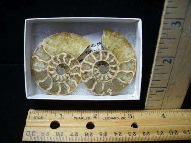 Beautiful Sliced & Polished Ammonite  (110723d)
