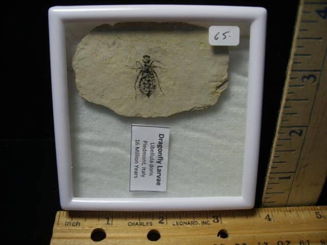 Fossilized  Dragonfly Larvae   (110723e)