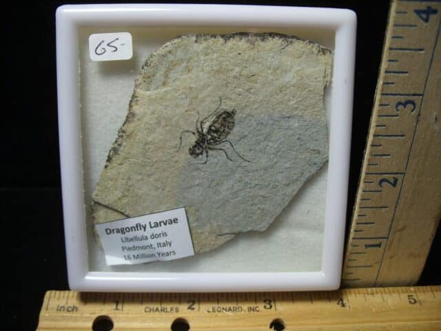 Fossilized  Dragonfly Larvae   (110723f)