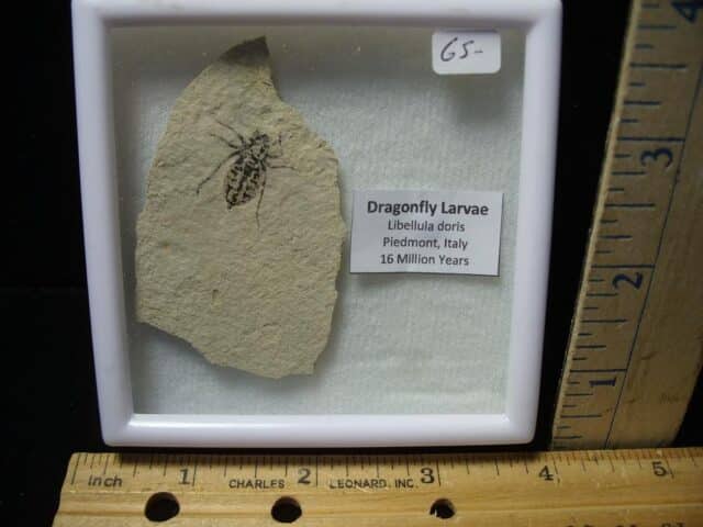 Fossilized  Dragonfly Larvae   (110723g)...ON HOLD for Michael S  12/11/23