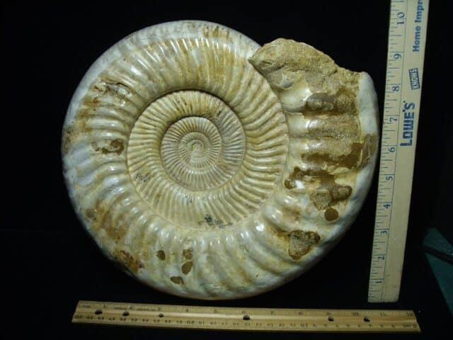Large Natural/Polished Ammonite (110723h) - Image 3