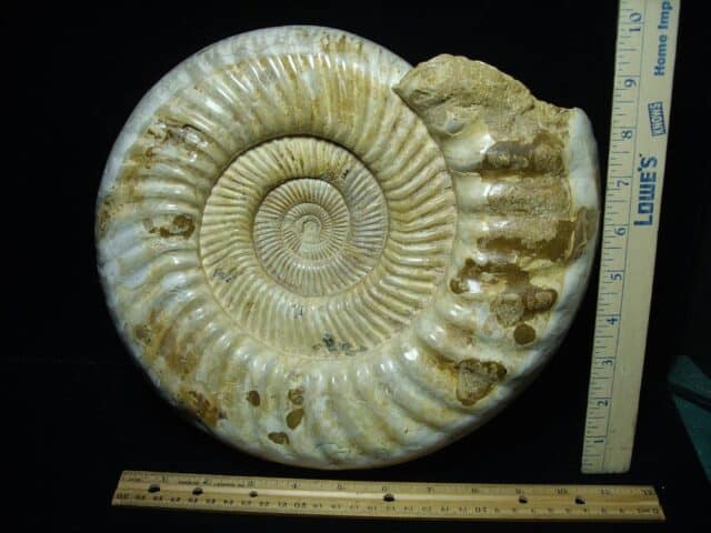 Large Natural/Polished Ammonite (110723h)