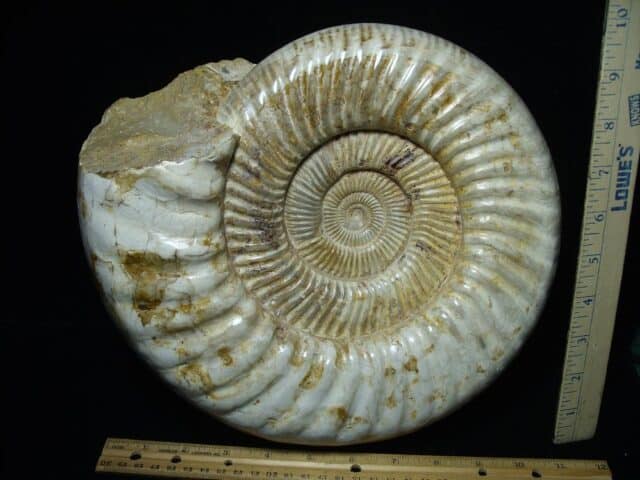 Large Natural/Polished Ammonite (110723h) - Image 2
