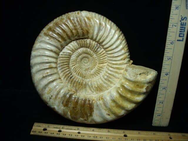 Natural/Polished Ammonite (120823a) - Image 2