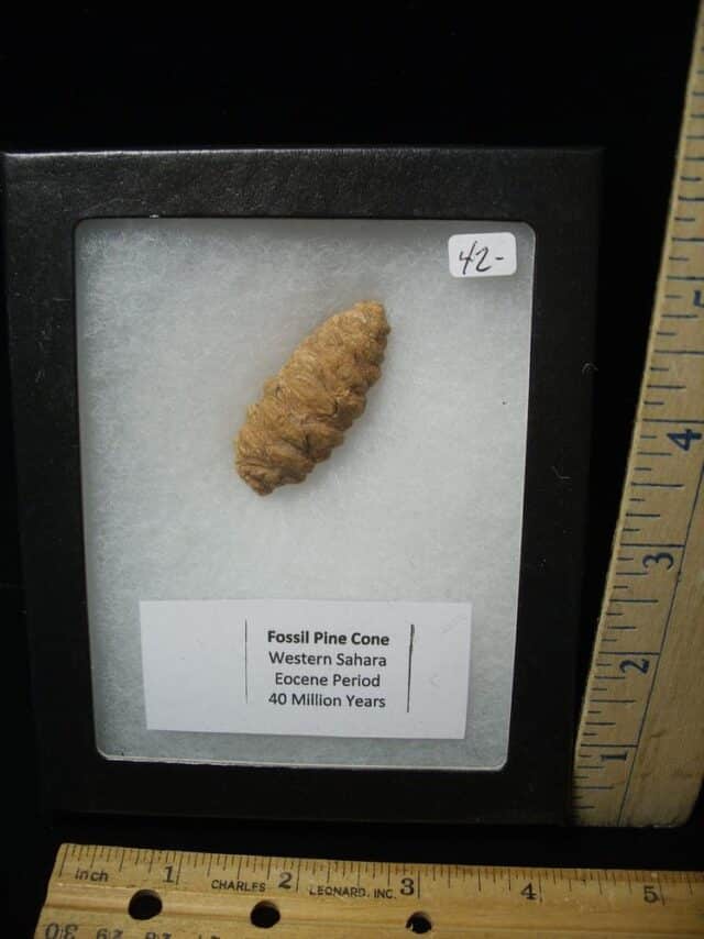 Fossil Pine Cone  (120823d)