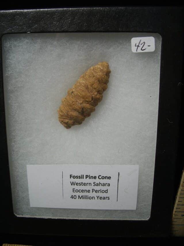 Fossil Pine Cone  (120823d) - Image 2