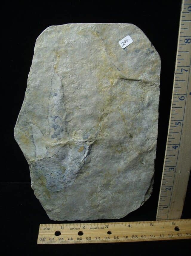 DINOSAUR TRACK  (120823e)