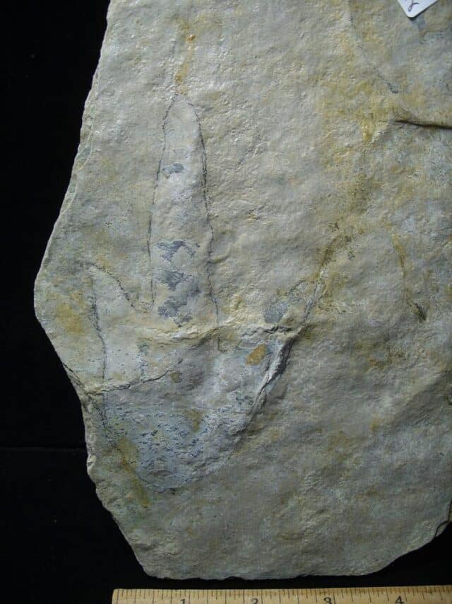 DINOSAUR TRACK  (120823e) - Image 3