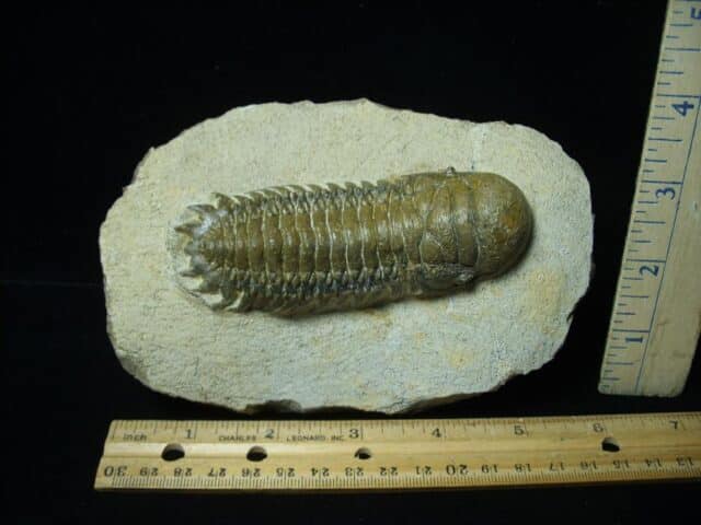 Fossilized Trilobite – Crotalocephalina (120823j) - Image 2