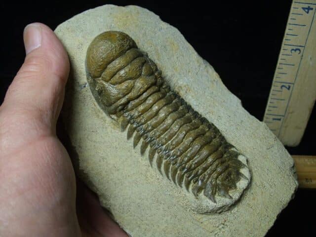 Fossilized Trilobite – Crotalocephalina (120823j)