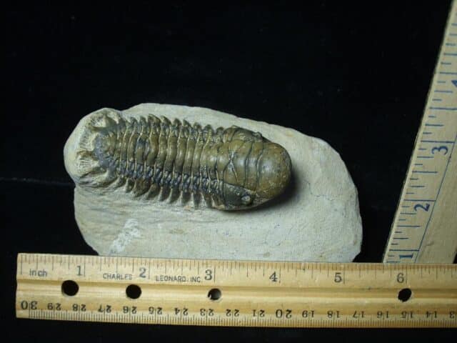 Fossilized Trilobite – Crotalocephalina (120823m)