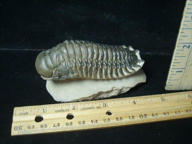 Fossilized Trilobite – Crotalocephalina (120823n)