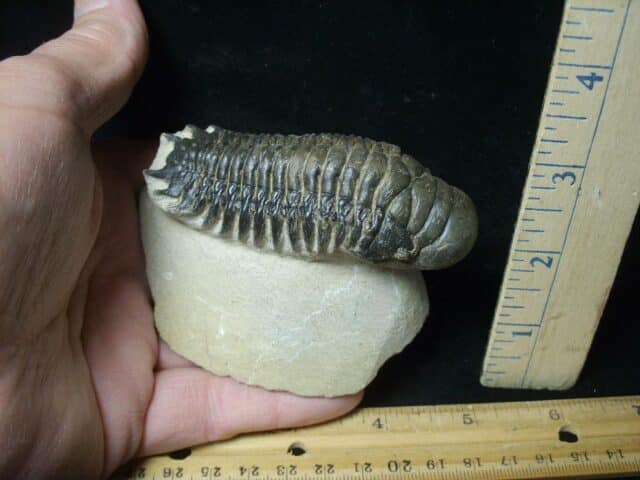 Fossilized Trilobite – Crotalocephalina (120823n) - Image 2