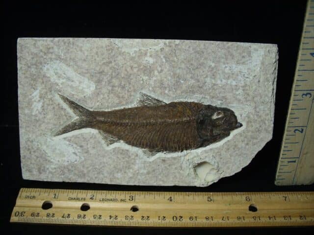 Fossilized “Green River” Fish (121323b)...ON HOLD for JOHN V..12/17/23