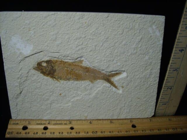 Fossilized “Green River” Fish (121323c)
