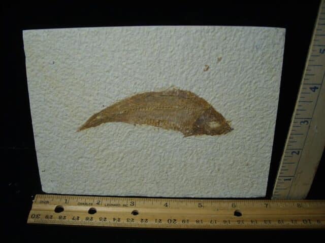 Fossilized “Green River” Fish (121323d)....ON HOLD for MICHAEL S ,,12/19/23