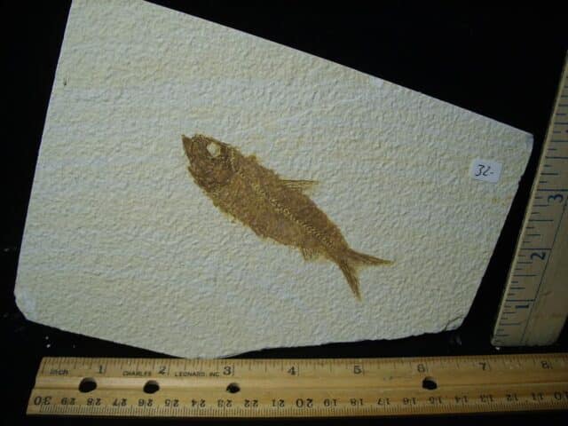 Fossilized “Green River” Fish (121323e)....ON HOLD for MICHAEL S ,,,12/19/23