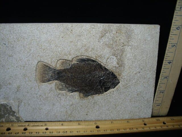 Priscacara  Fossil Fish  (122723a)