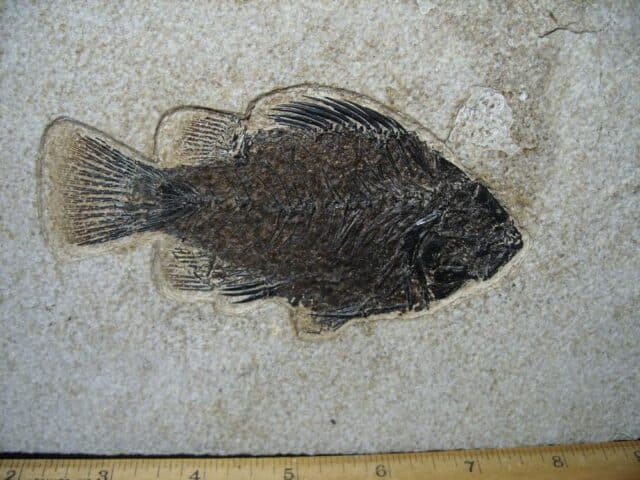 Priscacara  Fossil Fish  (122723a) - Image 2