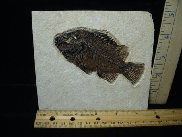 Priscacara  Fossil Fish  (122723b)....ON HOLD for MICHAEL S. 01/11/24