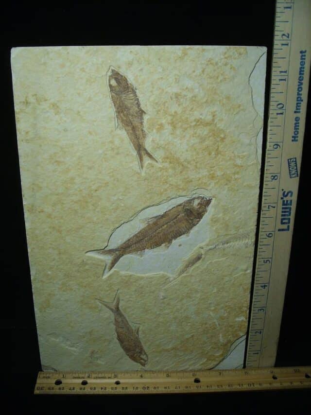 Fossilized “Green River” Fish (122723d)
