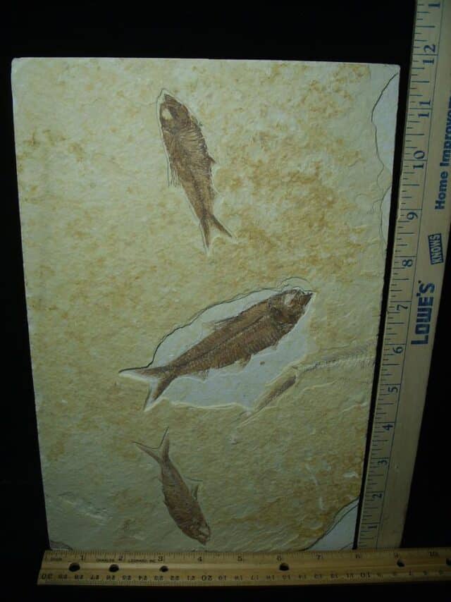 Fossilized “Green River” Fish (122723d) - Image 3
