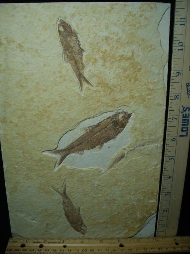 Fossilized “Green River” Fish (122723d) - Image 2