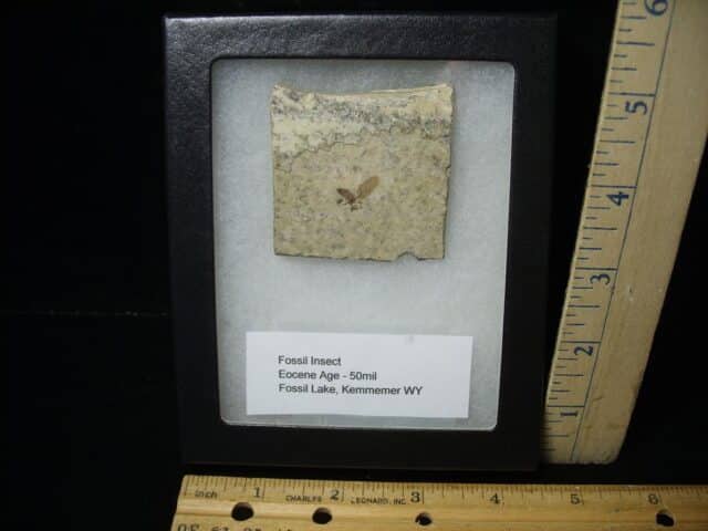 Fossilized  Insect  (122823b)
