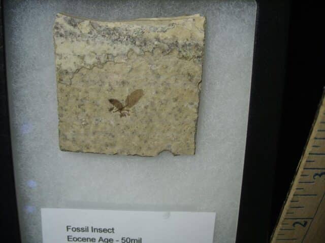 Fossilized  Insect  (122823b) - Image 2