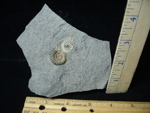 Lyme Regis Natural Ammonite (122823h)