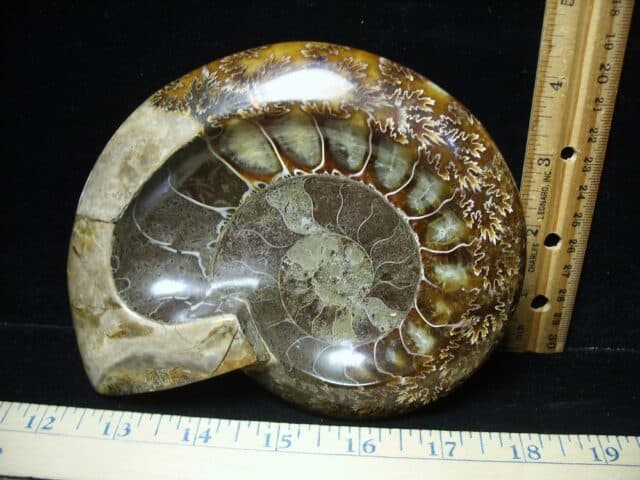 Relief Carved Fossil Ammonite  (122823k)