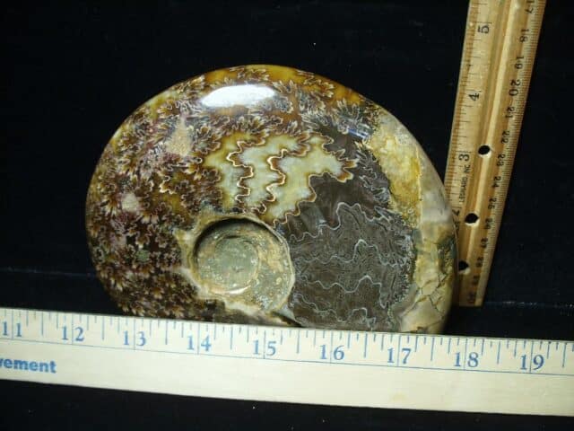 Relief Carved Fossil Ammonite  (122823k) - Image 2