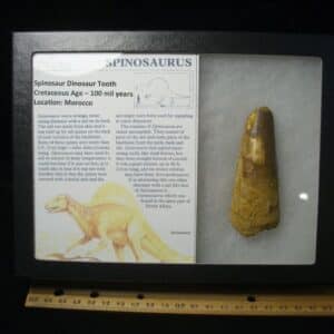 Large Authentic Spinosaurus Dinosaur Tooth (122823m)