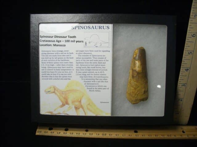 Large Authentic Spinosaurus Dinosaur Tooth (122823m)