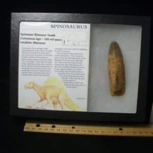 Large Authentic Spinosaurus Dinosaur Tooth (122823p)