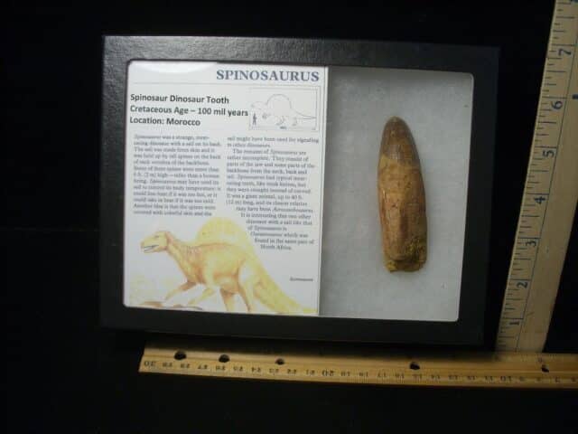 Large Authentic Spinosaurus Dinosaur Tooth (122823p)