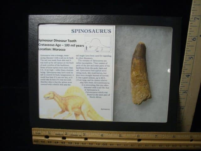 Large Authentic Spinosaurus Dinosaur Tooth (122823r)