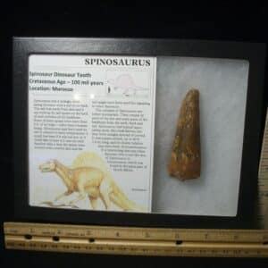 Large Authentic Spinosaurus Dinosaur Tooth (122823s)