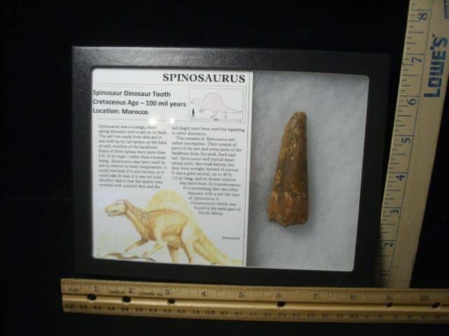 Large Authentic Spinosaurus Dinosaur Tooth (122823s)