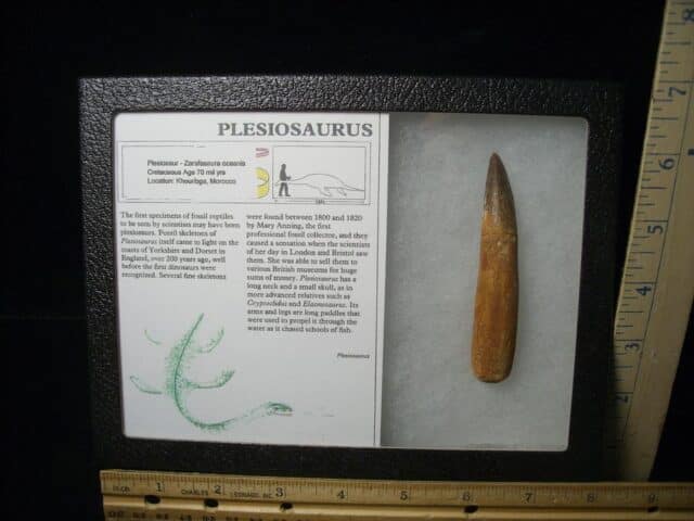 Plesiosaurus Dinosaur Tooth (123023a)
