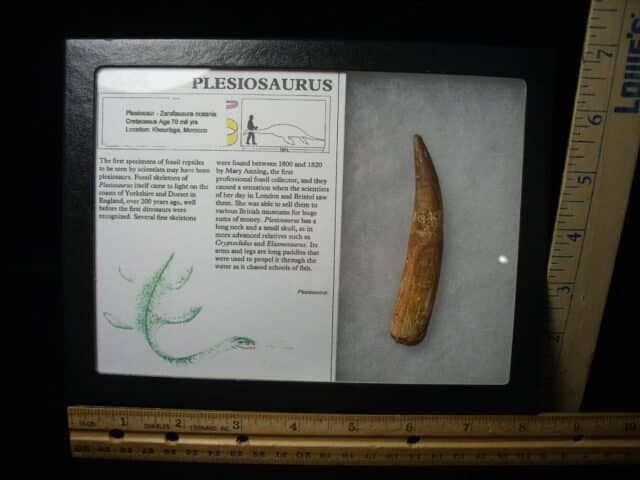 Plesiosaurus Dinosaur Tooth (123023b)
