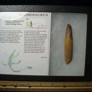 Plesiosaurus Dinosaur Tooth (123023c)
