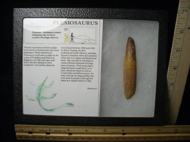 Plesiosaurus Dinosaur Tooth (123023c)