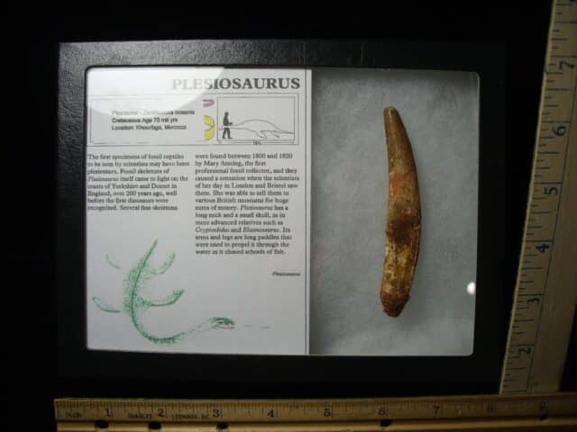 Plesiosaurus Dinosaur Tooth (123023d)